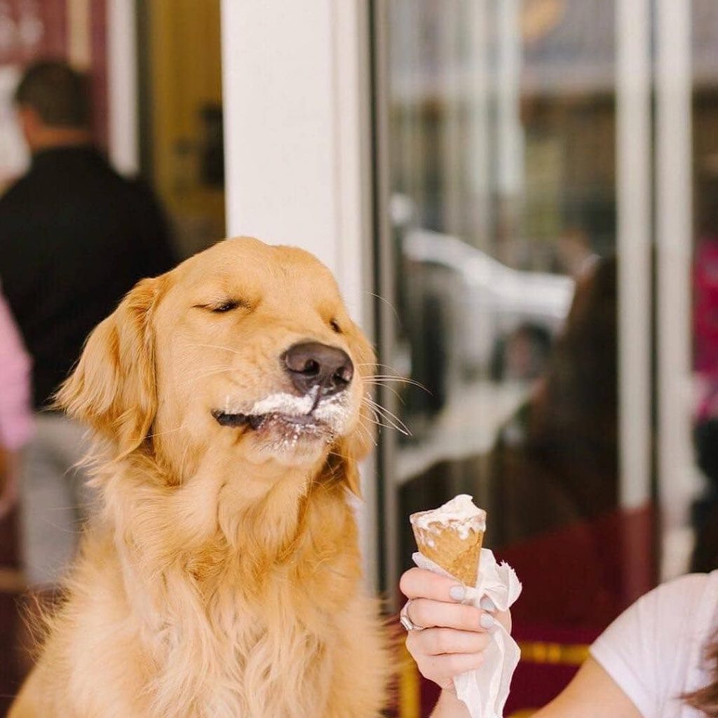 Perrito con su helado