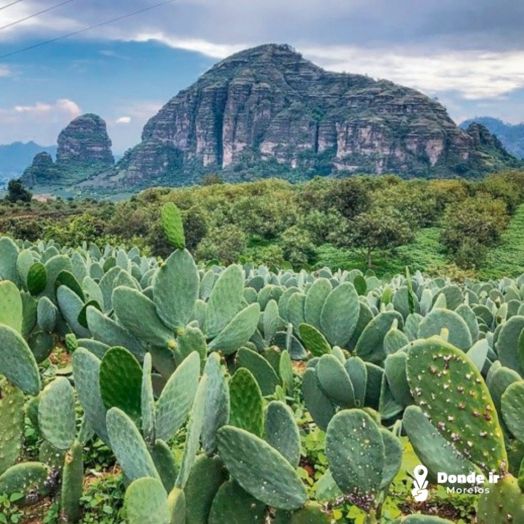 Sembradíos de nopales