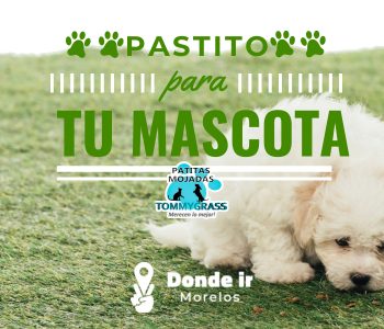 Pastito para tu mascota
