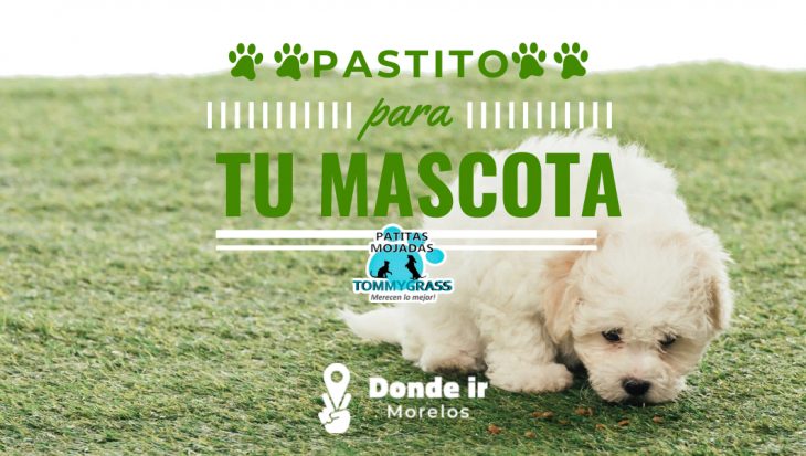 Pastito para tu mascota